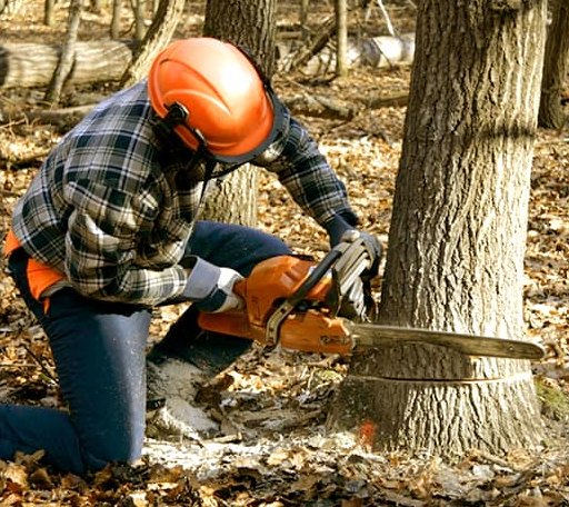 Tree Removal in Hartfield, VA